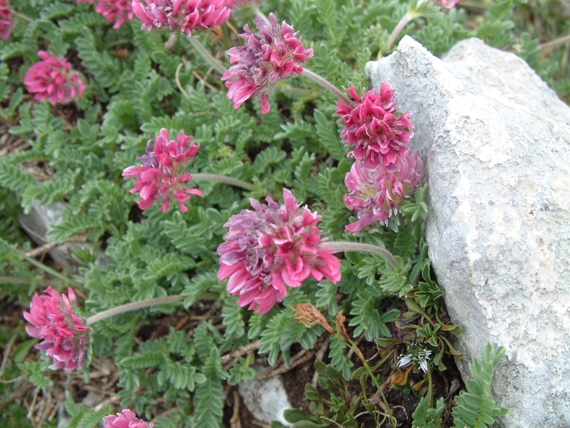 tra le rocce: Anthyllis montana e Globularia meridionalis